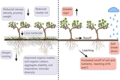 Under-Vine Vegetation Mitigates the Impacts of Excessive Precipitation in Vineyards